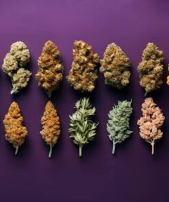 Weed Strains